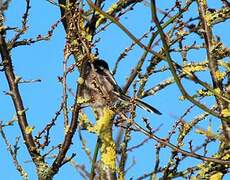 Long-tailed Tit