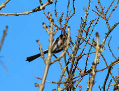 Long-tailed Tit