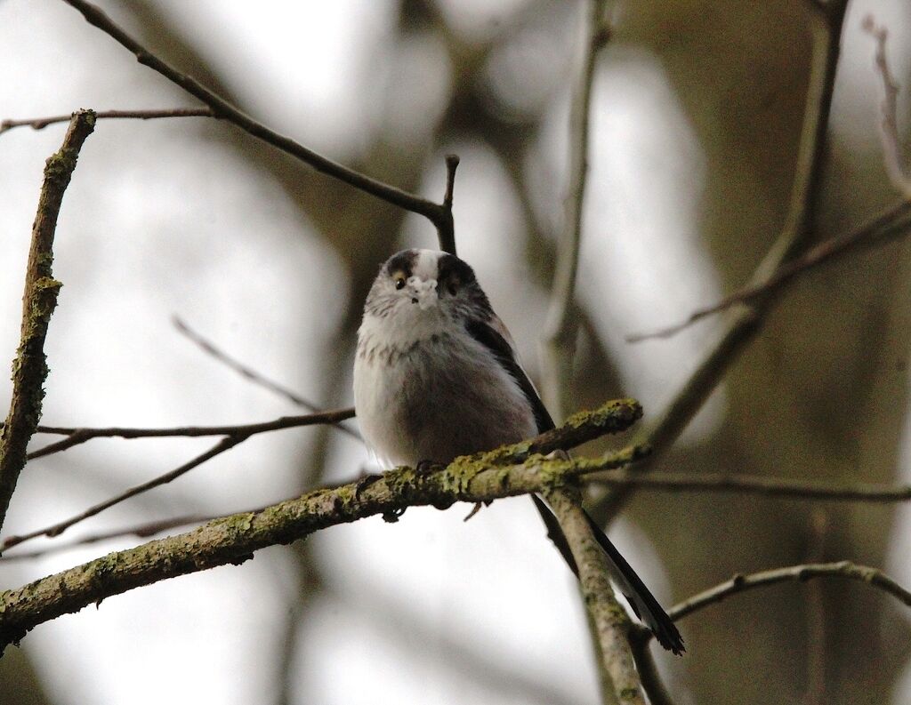 Long-tailed Tit