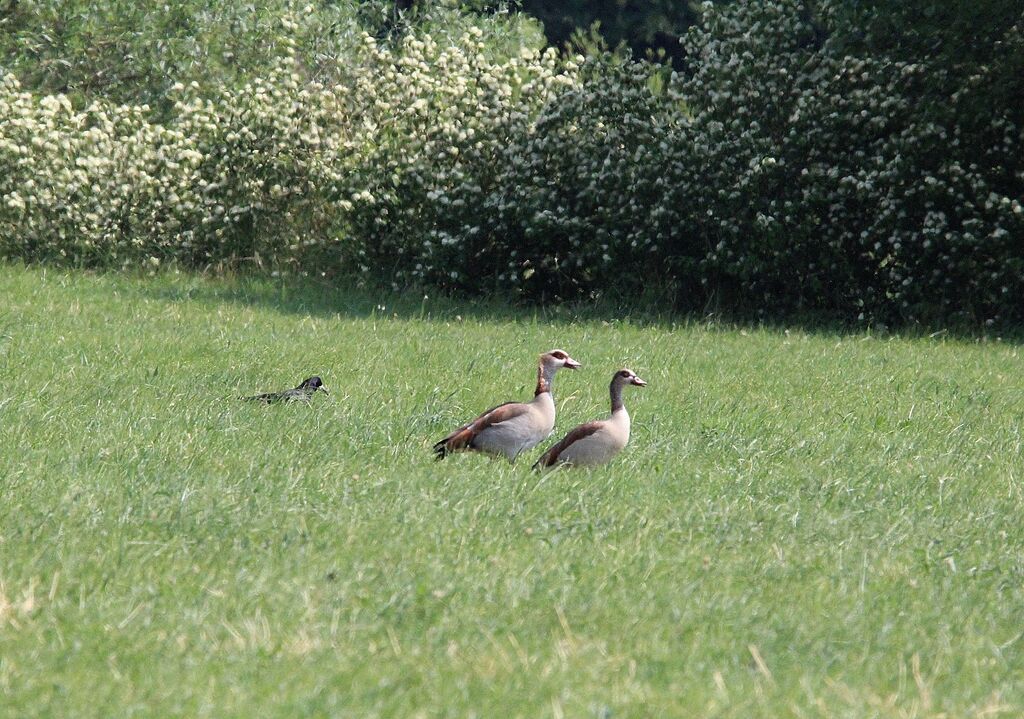 Egyptian Goose