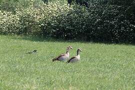 Egyptian Goose