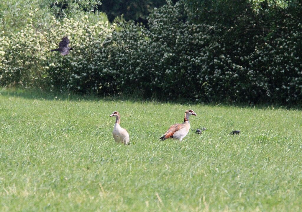 Egyptian Goose