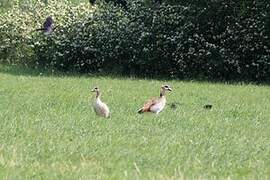 Egyptian Goose