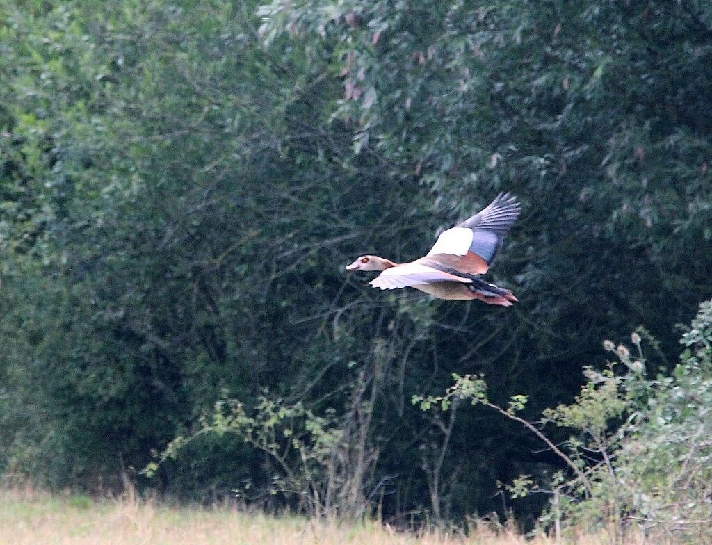 Egyptian Goose