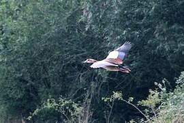 Egyptian Goose