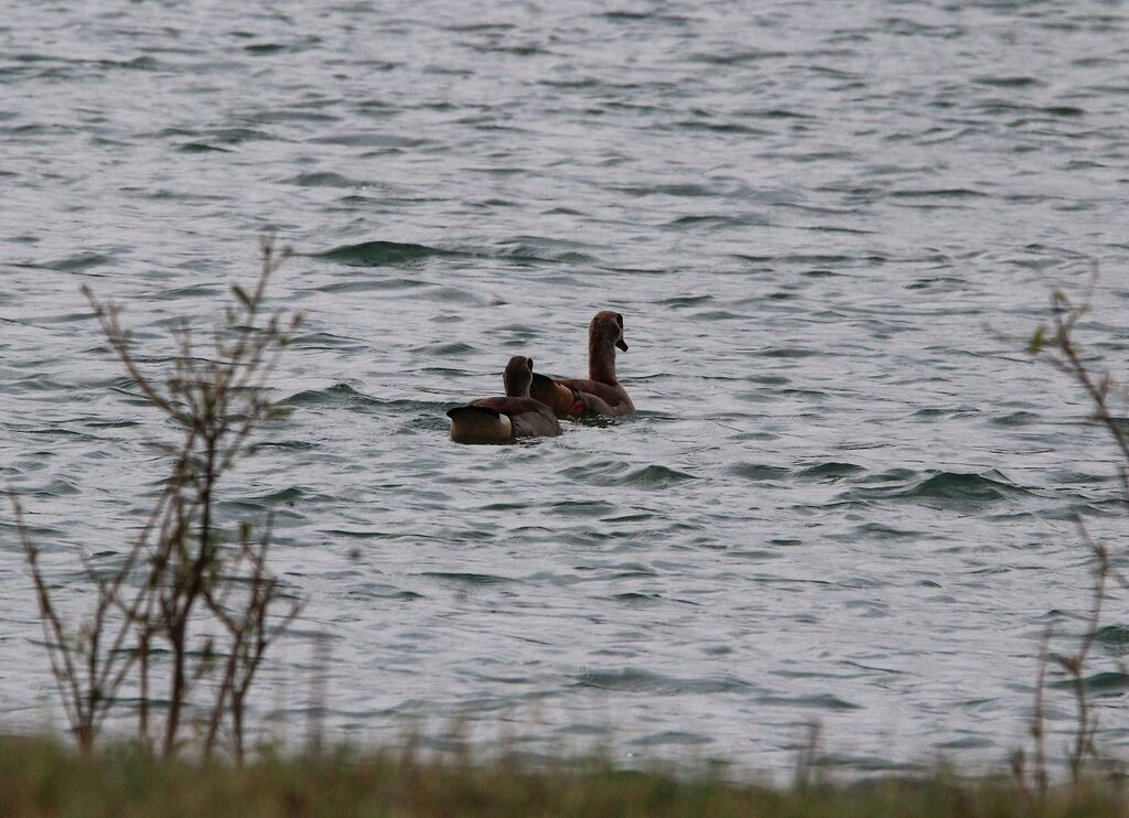 Egyptian Goose