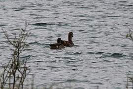 Egyptian Goose