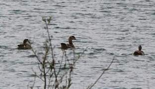 Egyptian Goose