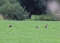 Egyptian Goose