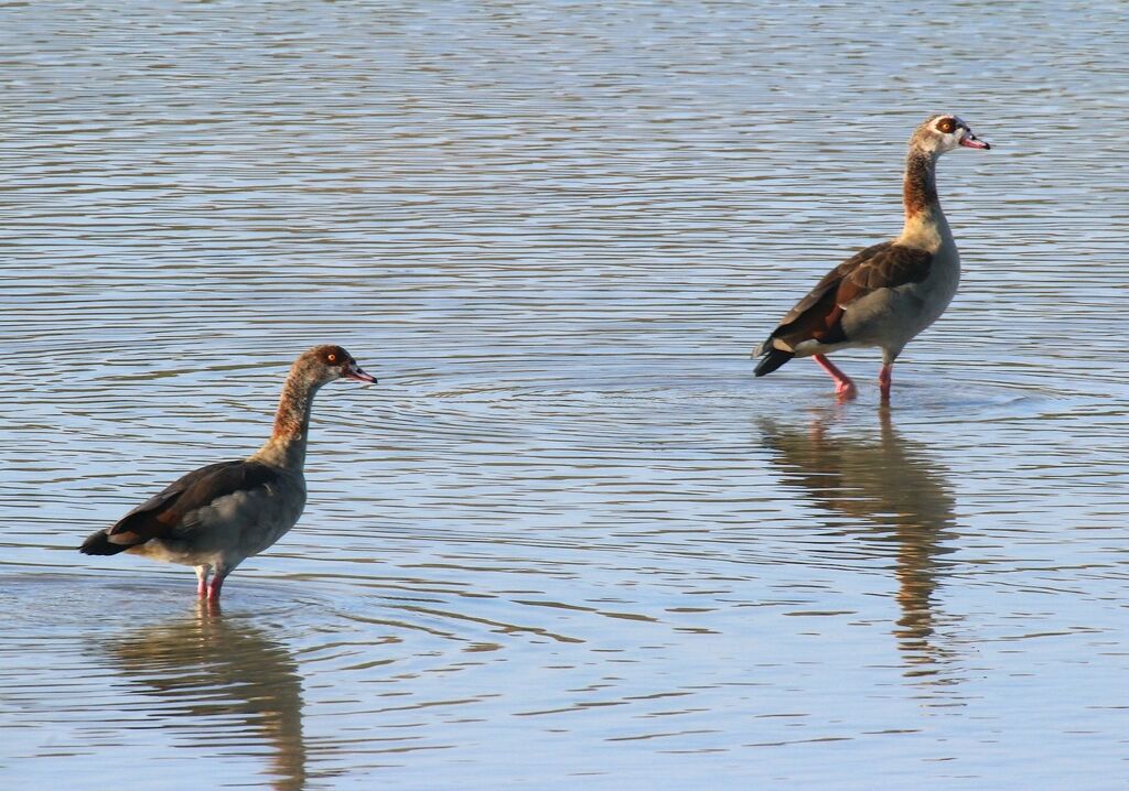 Egyptian Goose