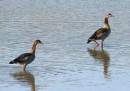 Egyptian Goose