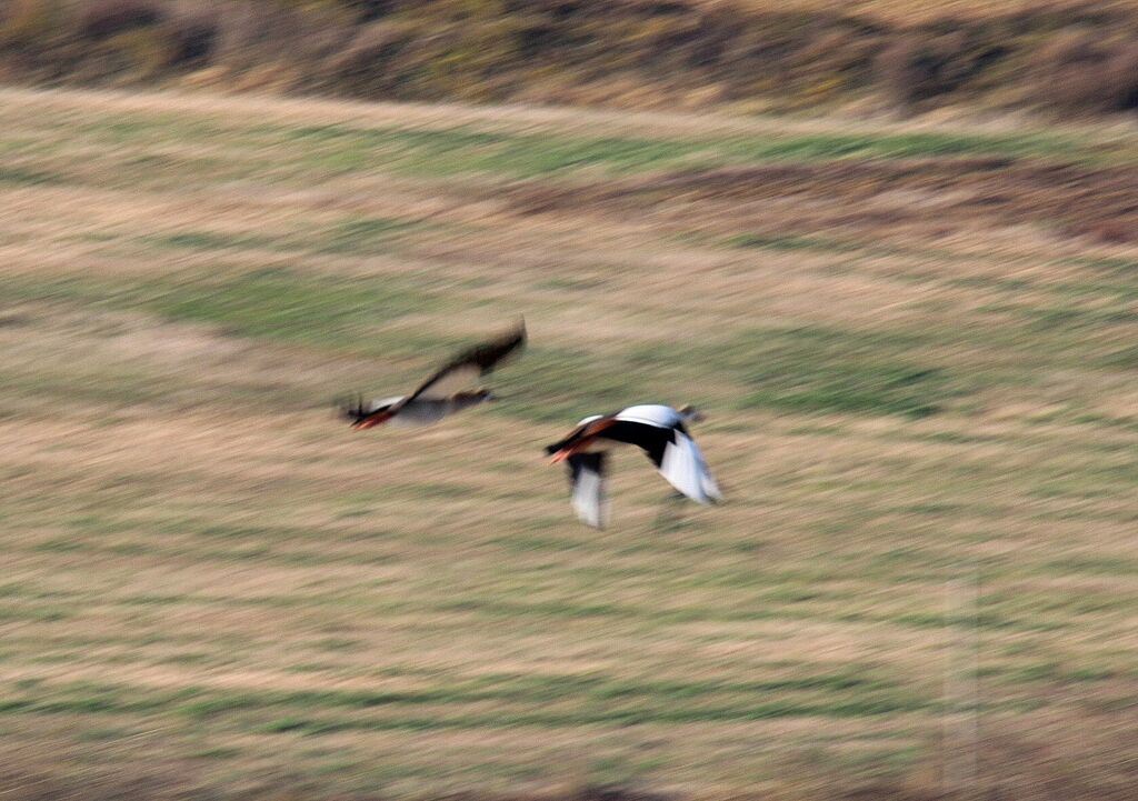 Egyptian Goose