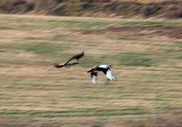 Egyptian Goose