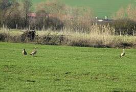 Egyptian Goose