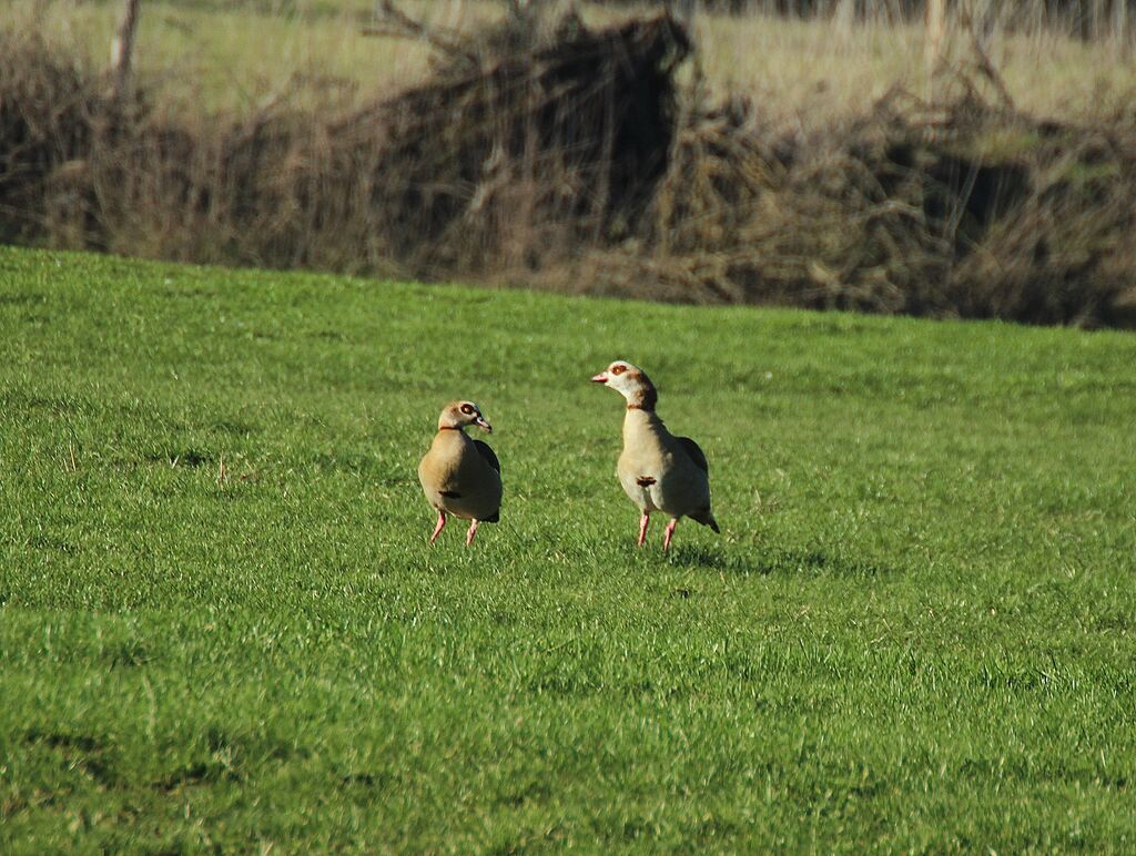 Egyptian Goose