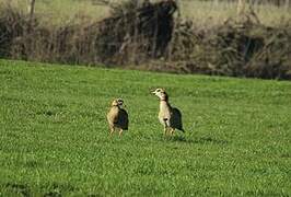 Egyptian Goose