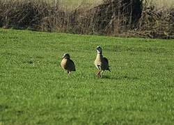 Egyptian Goose