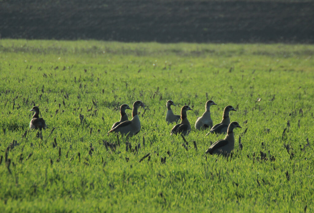 Egyptian Goose