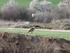 Egyptian Goose