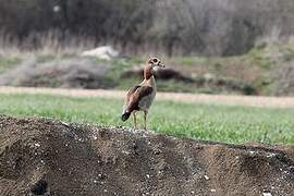 Egyptian Goose