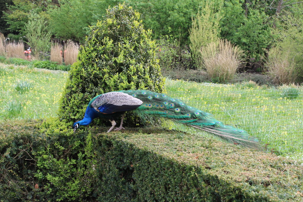 Indian Peafowl