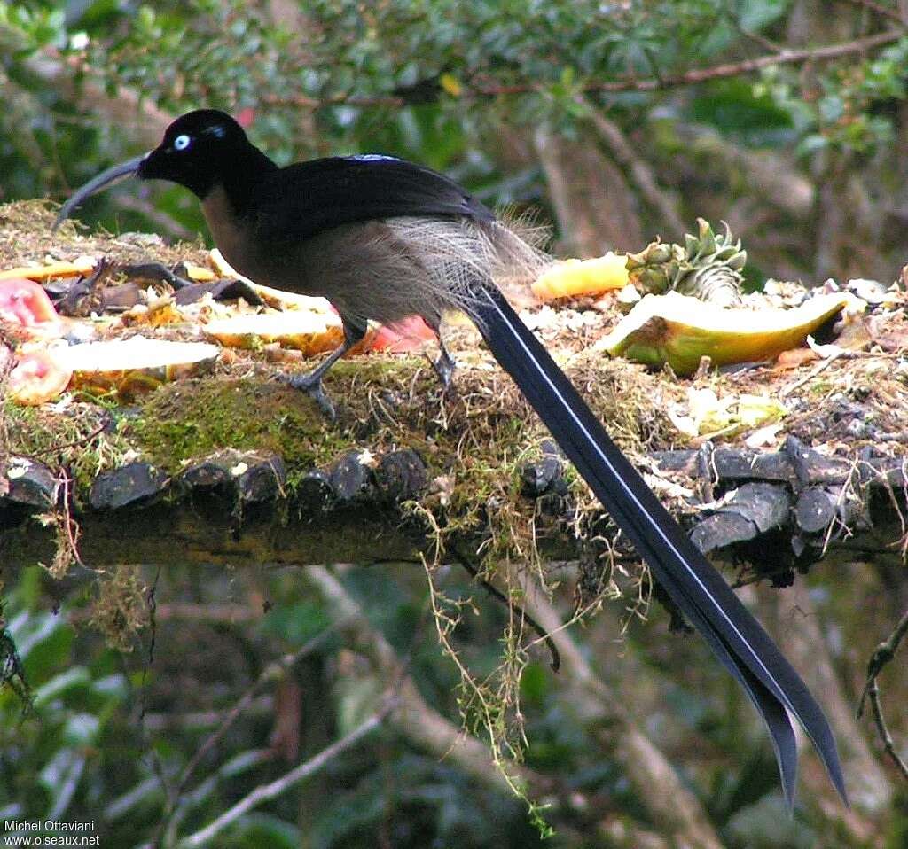 Brown Sicklebill male adult, identification