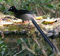 Brown Sicklebill