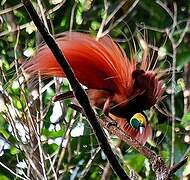 Raggiana Bird-of-paradise