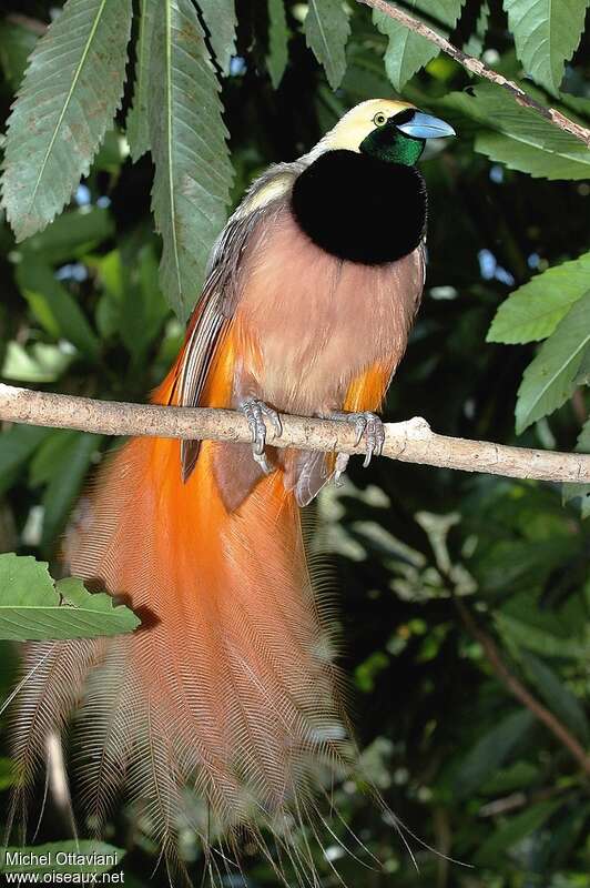 Raggiana Bird-of-paradise male adult, aspect, pigmentation