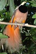 Raggiana Bird-of-paradise