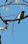 King of Saxony Bird-of-paradise