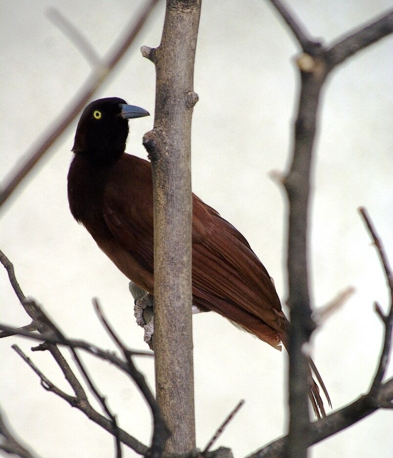 Greater Bird-of-paradise female adult