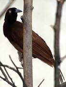 Greater Bird-of-paradise