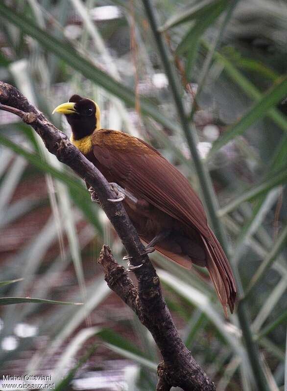 Red Bird-of-paradise female adult, identification