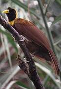 Red Bird-of-paradise