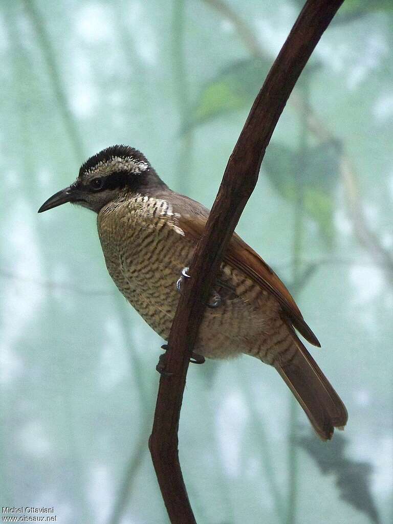 Greater Lophorina female adult, identification