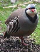 Rock Partridge