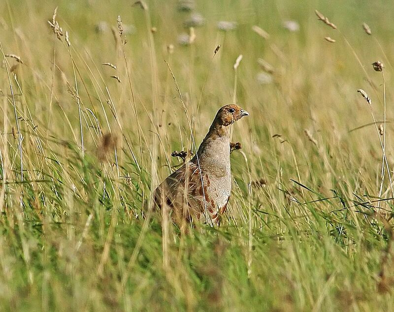 Perdrix grise femelle adulte, identification