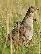 Grey Partridge