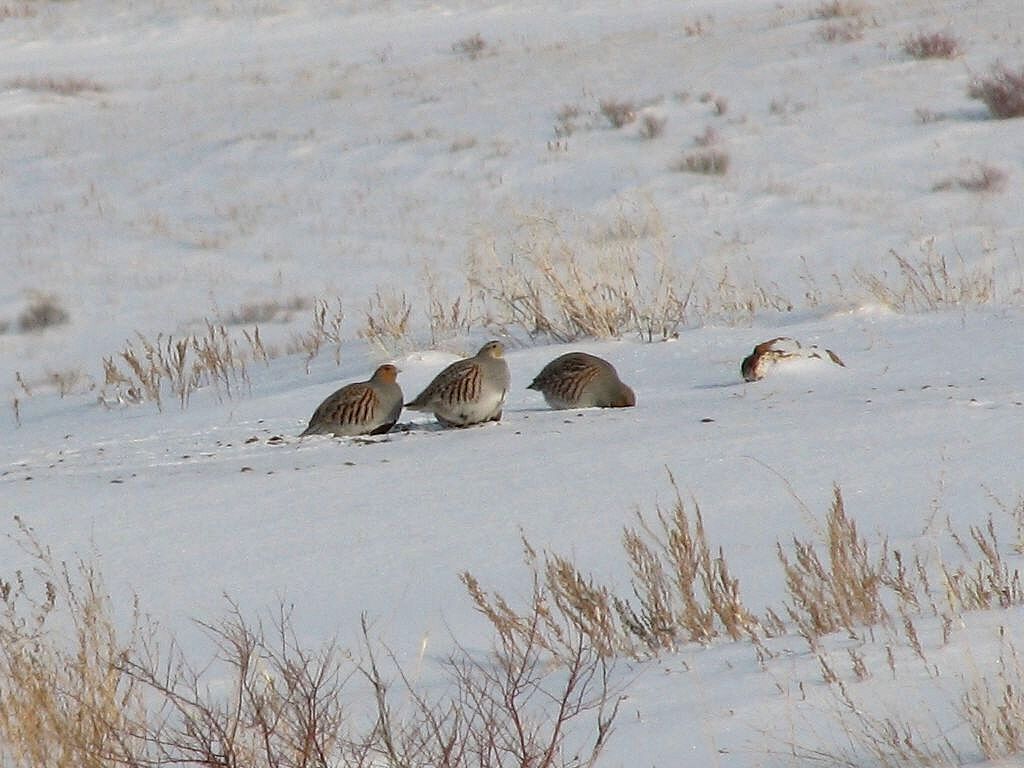 Grey Partridgeadult post breeding, identification