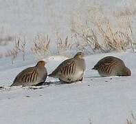 Grey Partridge