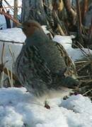 Grey Partridge