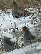 Grey Partridge