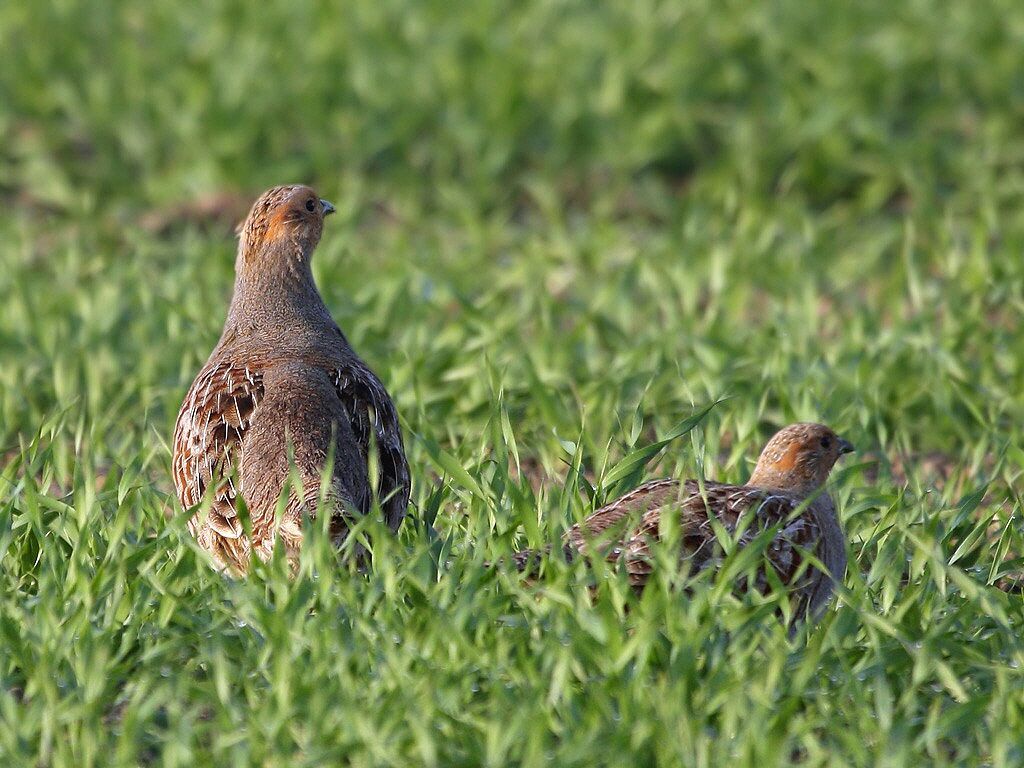 Grey Partridge female adult