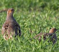 Grey Partridge