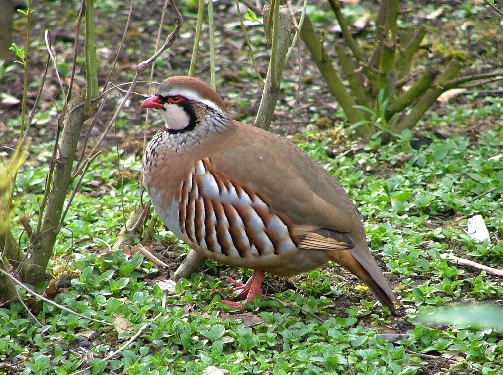 Perdrix rougeadulte, identification