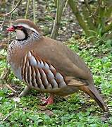 Red-legged Partridge