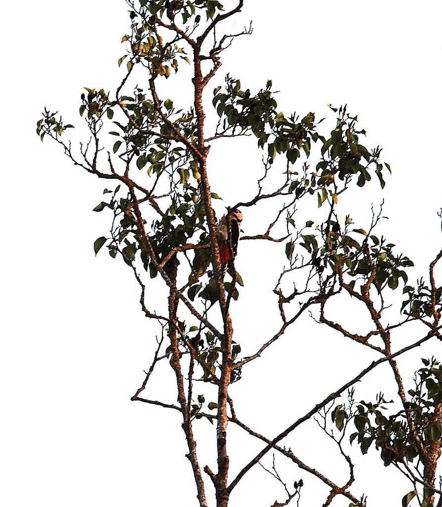 Great Spotted Woodpecker