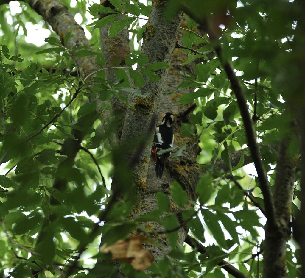 Great Spotted Woodpecker