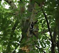 Great Spotted Woodpecker